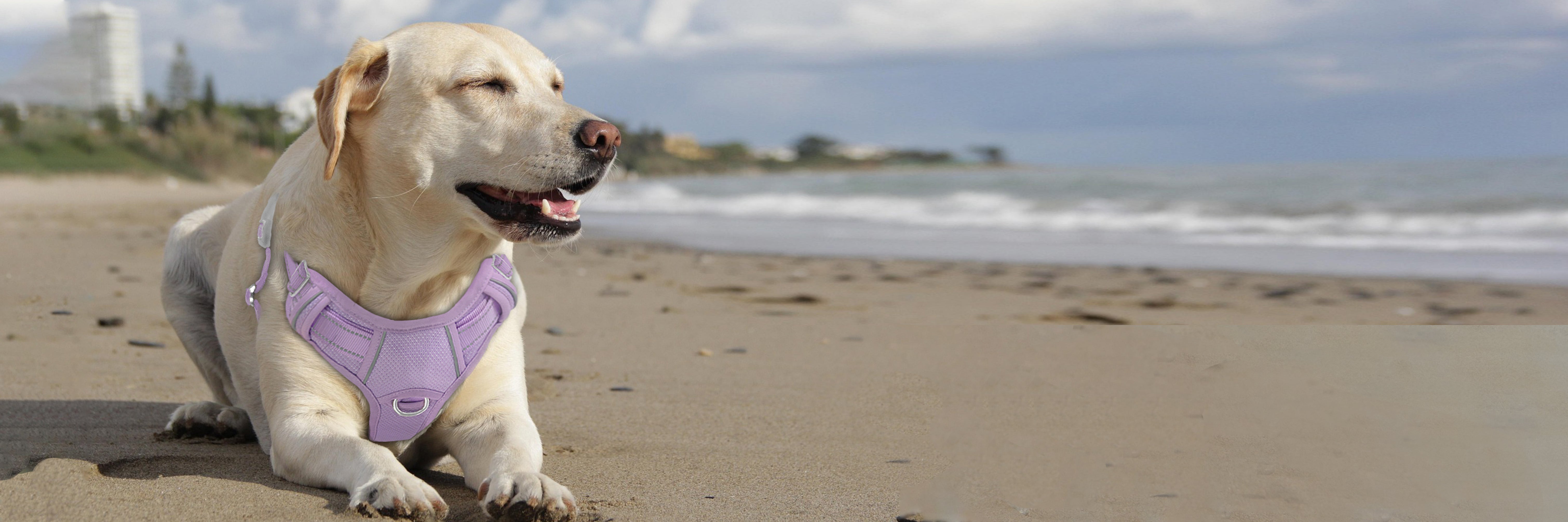 Sunshine, Water & Wagging Tails: Our Favorite Summer Trio